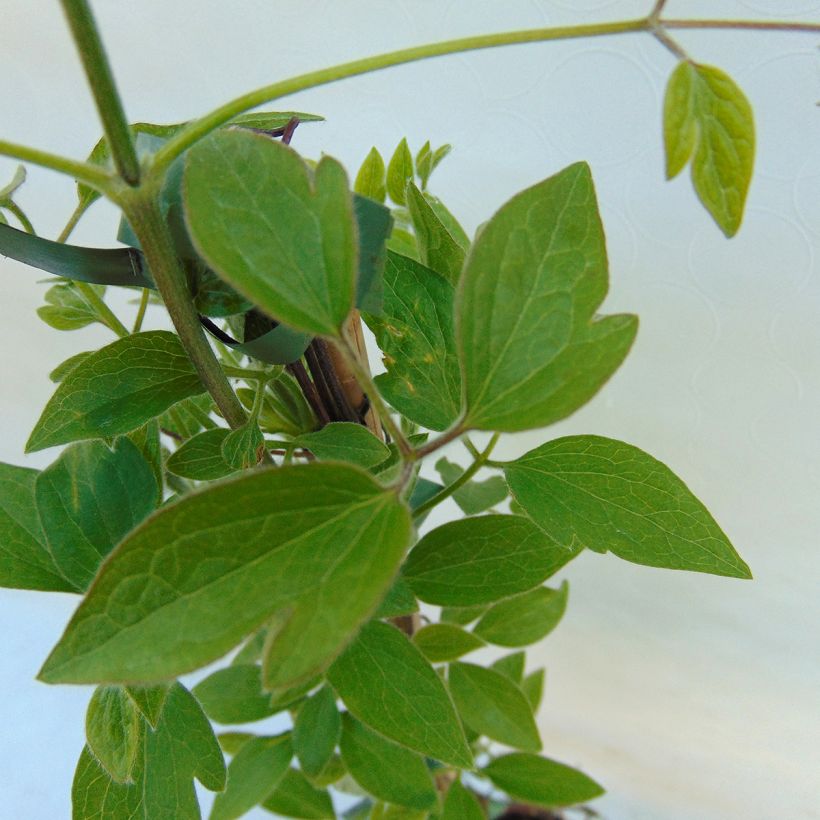 Clématite - Clematis Dancing Queen (Foliage)
