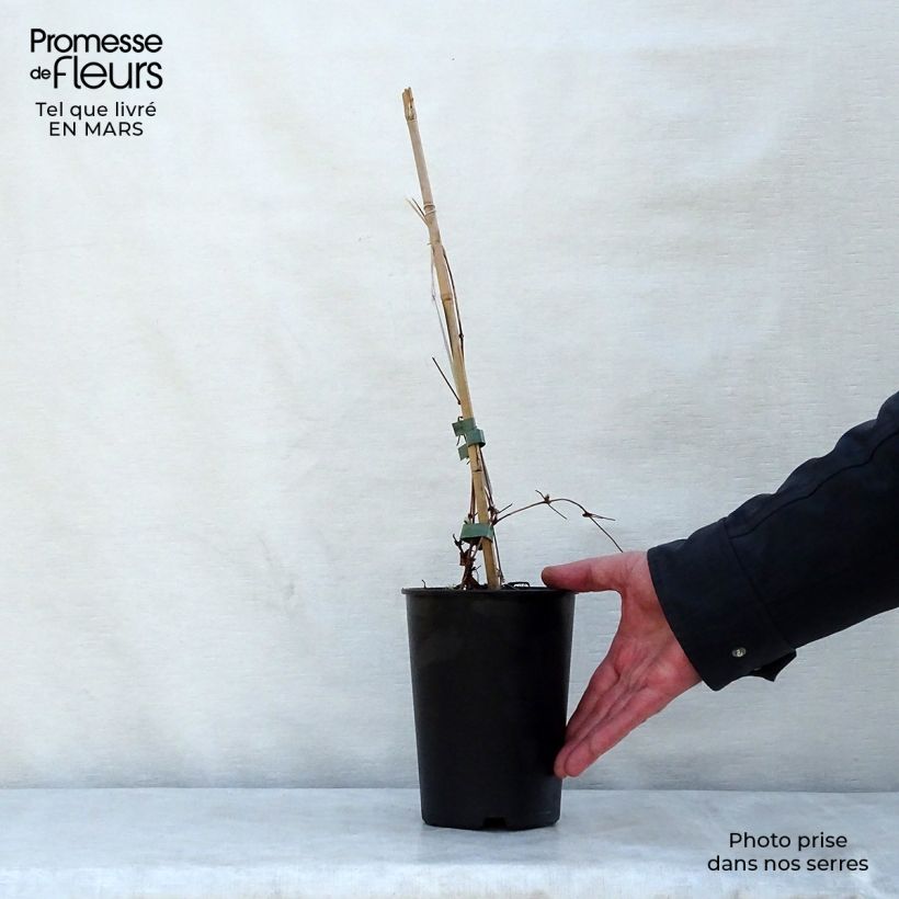 Example of Clématite - Clematis Dancing Queen Pot de 2L/3L as you get in printemps