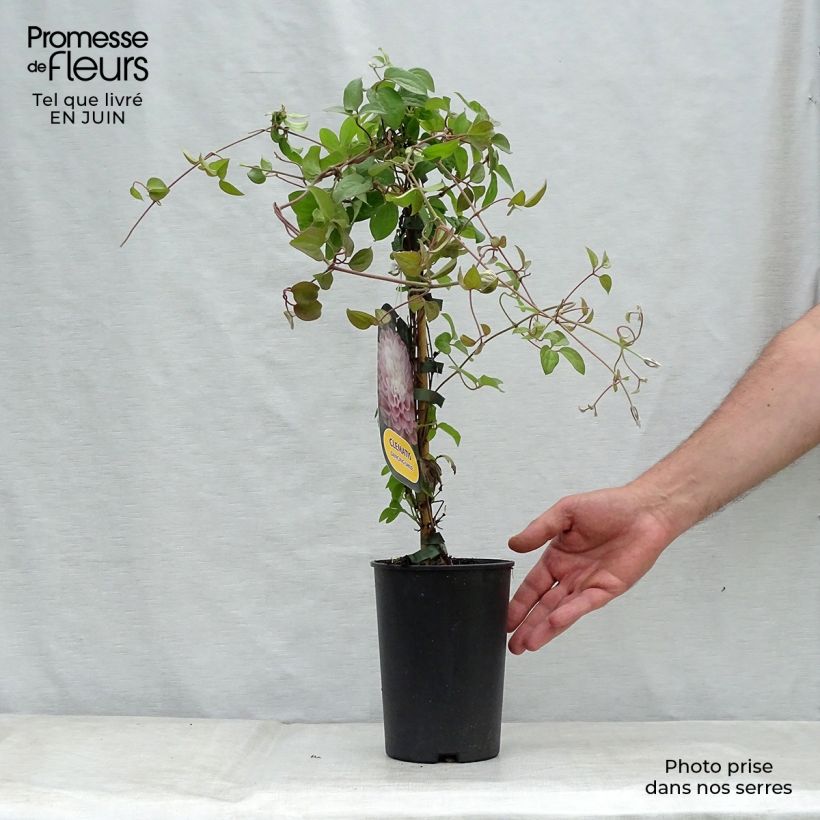 Spécimen de Clématite - Clematis Dancing Smile Pot de 2L/3L tel que livré en été