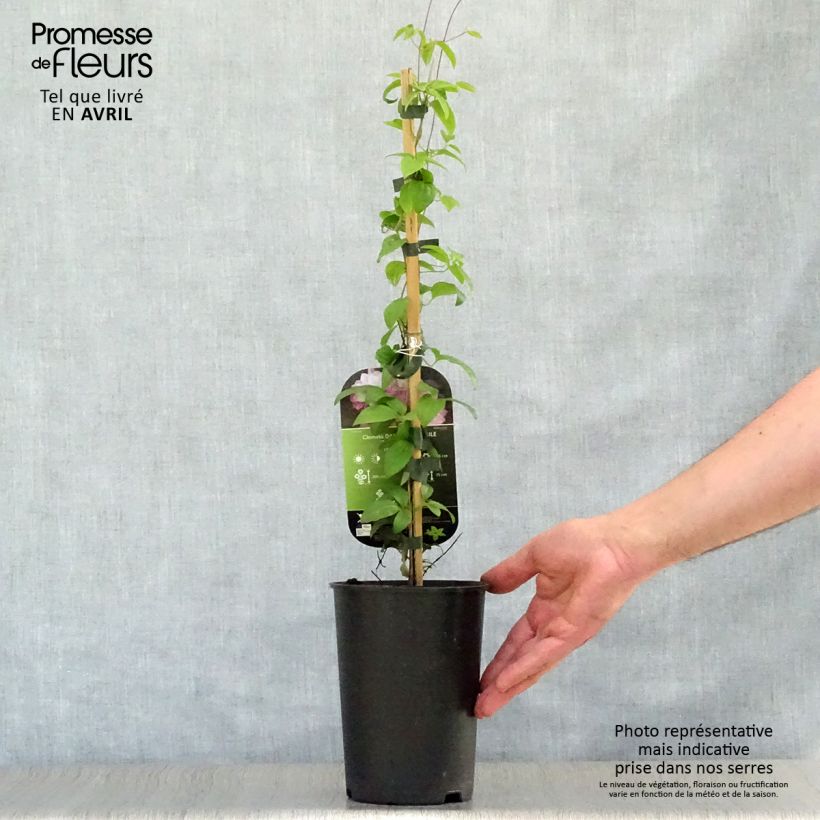 Example of Clématite - Clematis Dancing Smile Pot de 2L/3L as you get in printemps