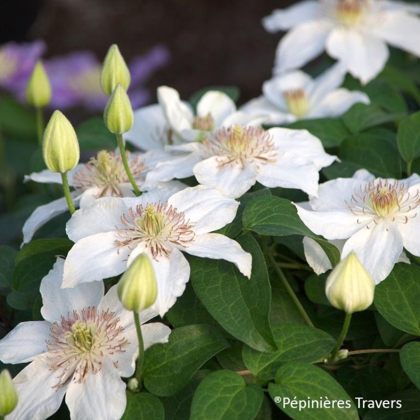 Clématite - Clematis Destiny (Flowering)