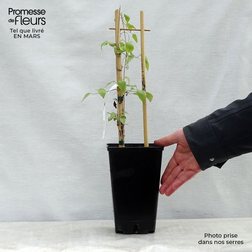 Example of Clématite - Clematis Destiny Pot de 1,5L/2L as you get in printemps