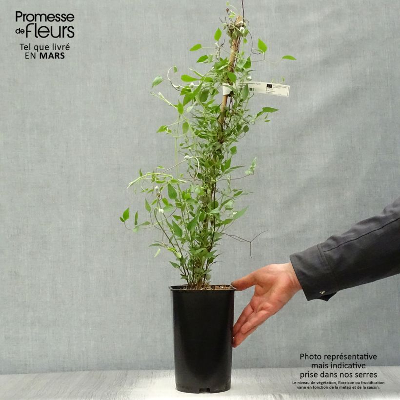 Example of Clématite - Clematis Diamantina Pot de 2L/3L as you get in printemps