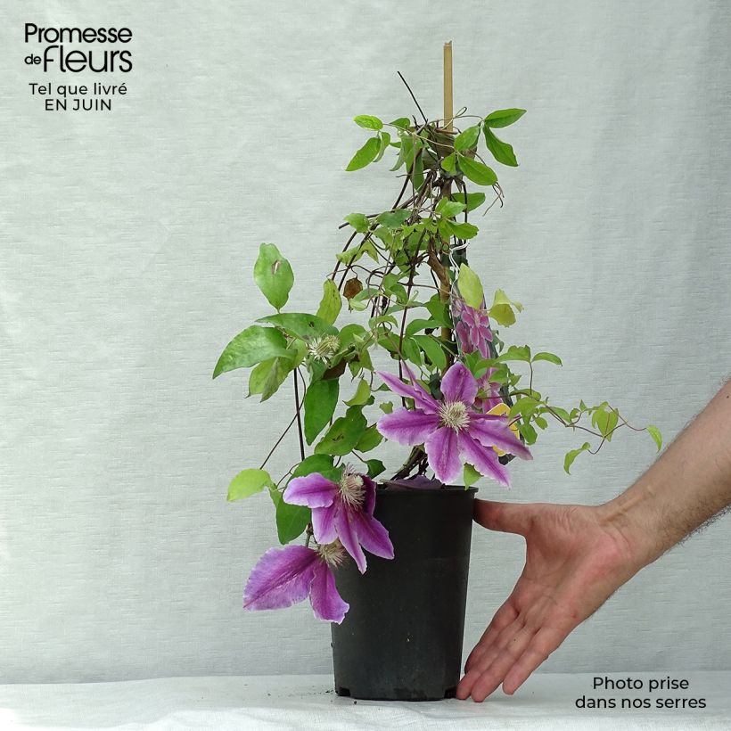 Spécimen de Clématite - Clematis Docteur Ruppel Pot de 2L/3L tel que livré en été