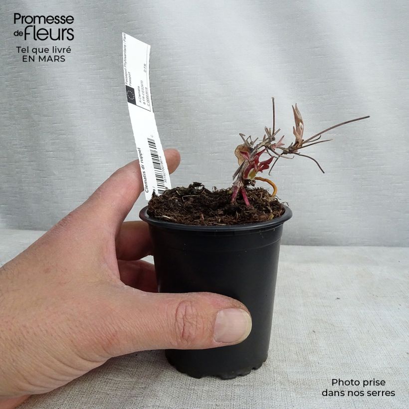 Example of Clématite - Clematis Docteur Ruppel Godet de 8/9 cm as you get in printemps