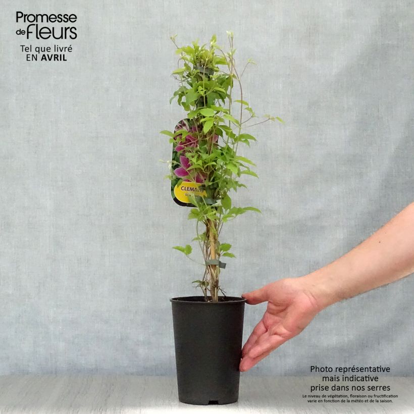 Example of Clématite - Clematis Docteur Ruppel Pot de 2L/3L as you get in printemps