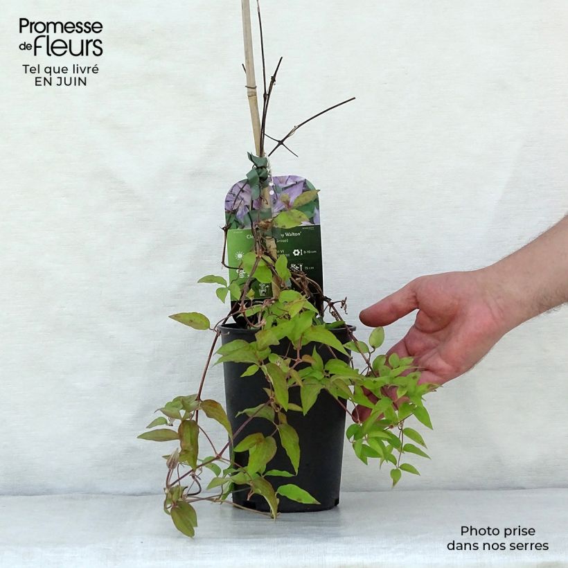 Spécimen de Clématite - Clematis Dorothy Walton Pot de 1,5L/2L tel que livré en été