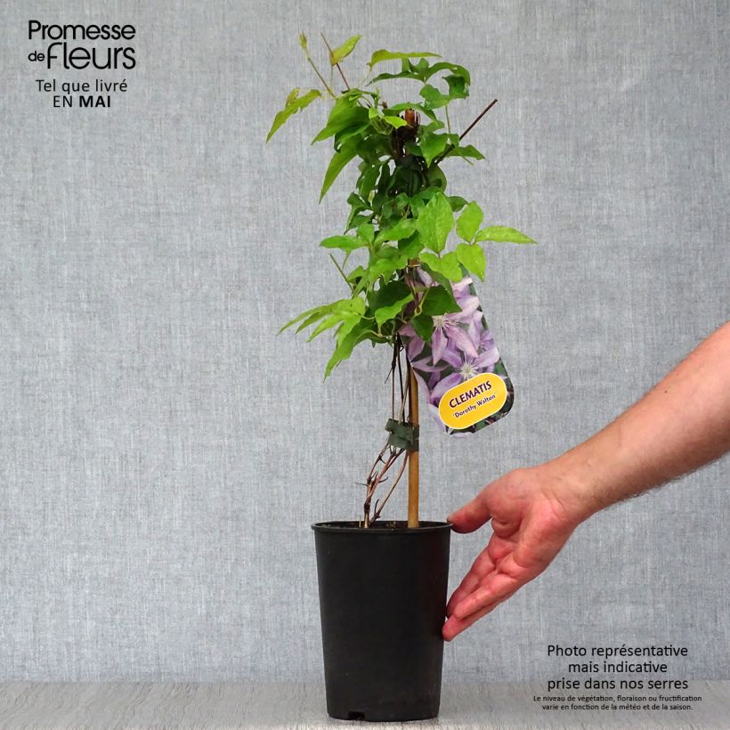 Example of Clématite - Clematis Dorothy Walton Pot de 1,5L/2L as you get in printemps