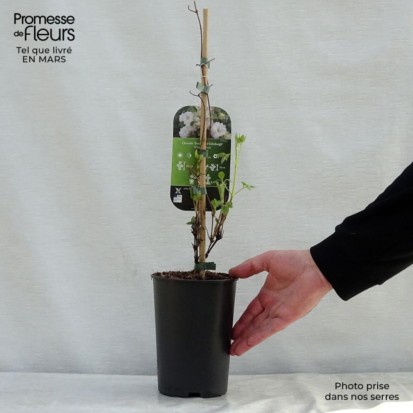 Example of Clématite - Clematis Duchesse d'Edimbourg Pot de 2L/3L as you get in printemps