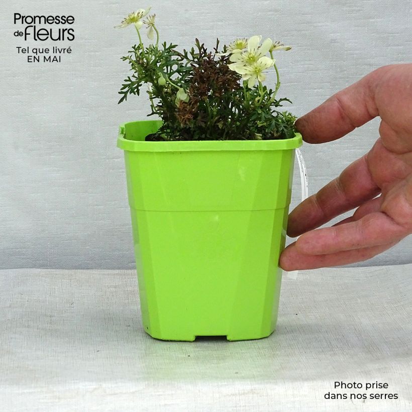 Spécimen de Clématite - Clematis Emerald Dream Pot de 1L/1,5L tel que livré au printemps