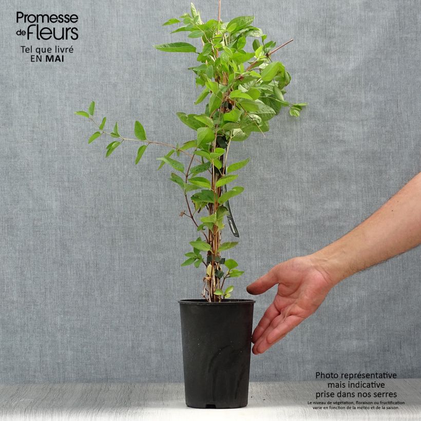 Example of Clématite - Clematis Eriostemon Pot de 2L/3L as you get in printemps