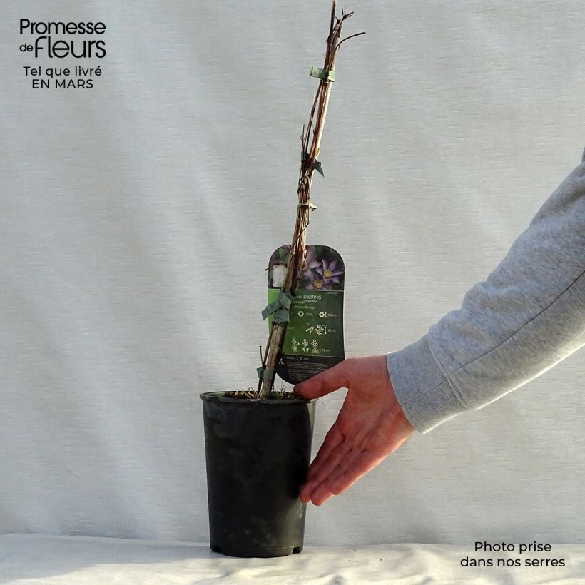 Example of Clématite - Clematis Exciting Pot de 2L/3L as you get in printemps