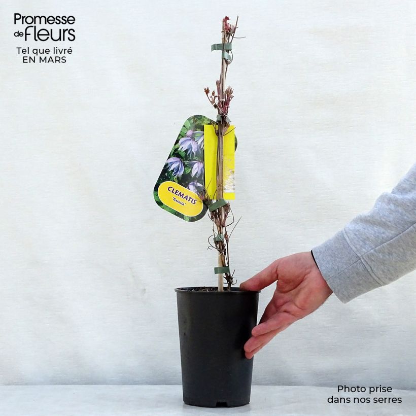 Example of Clématite - Clematis Eximia Pot de 2L/3L as you get in printemps
