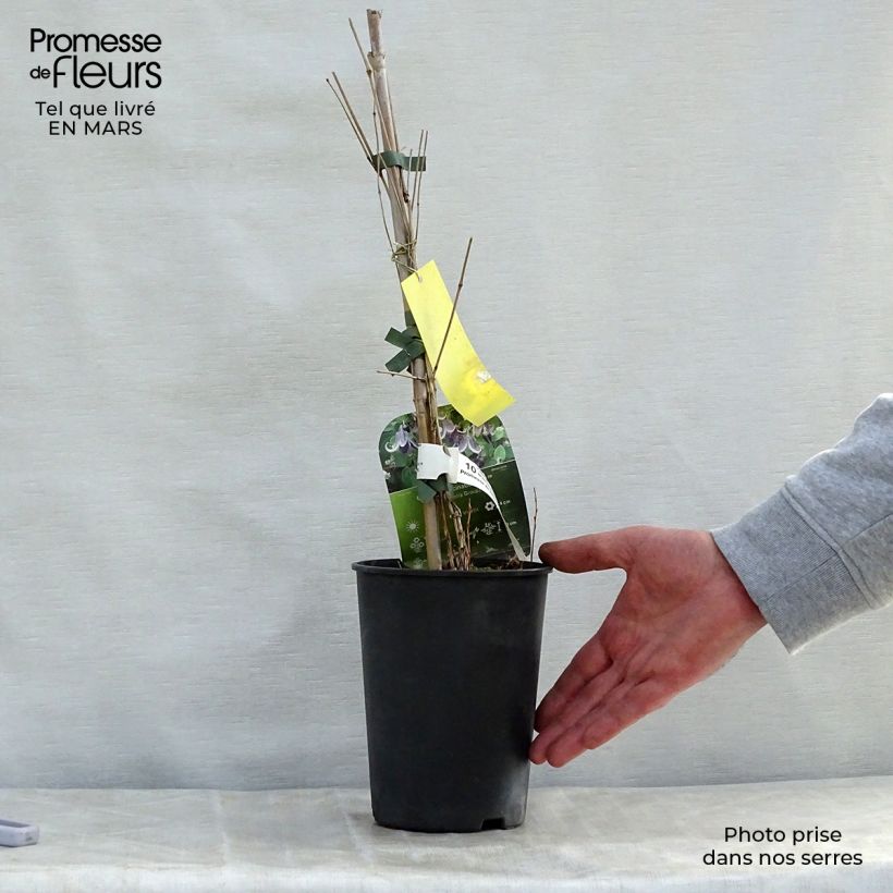 Example of Clématite - Clematis Fascination Pot de 2L/3L as you get in printemps