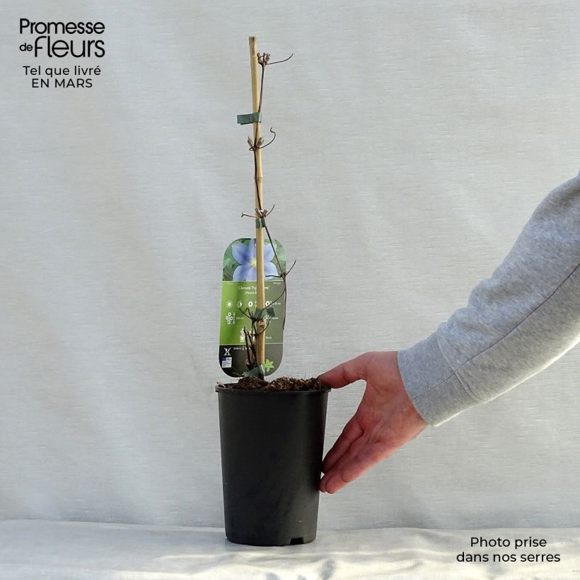 Example of Clématite - Clematis Fuji Musume Pot de 2L/3L as you get in printemps