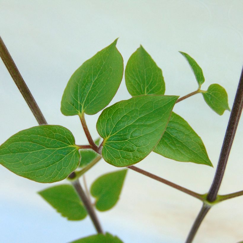 Clématite - Clematis Général Sikorski (Foliage)