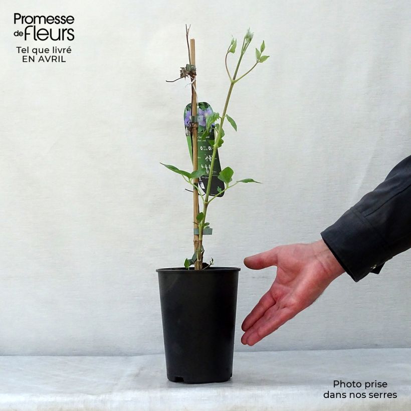 Example of Clématite - Clematis Général Sikorski Pot de 2L/3L as you get in printemps