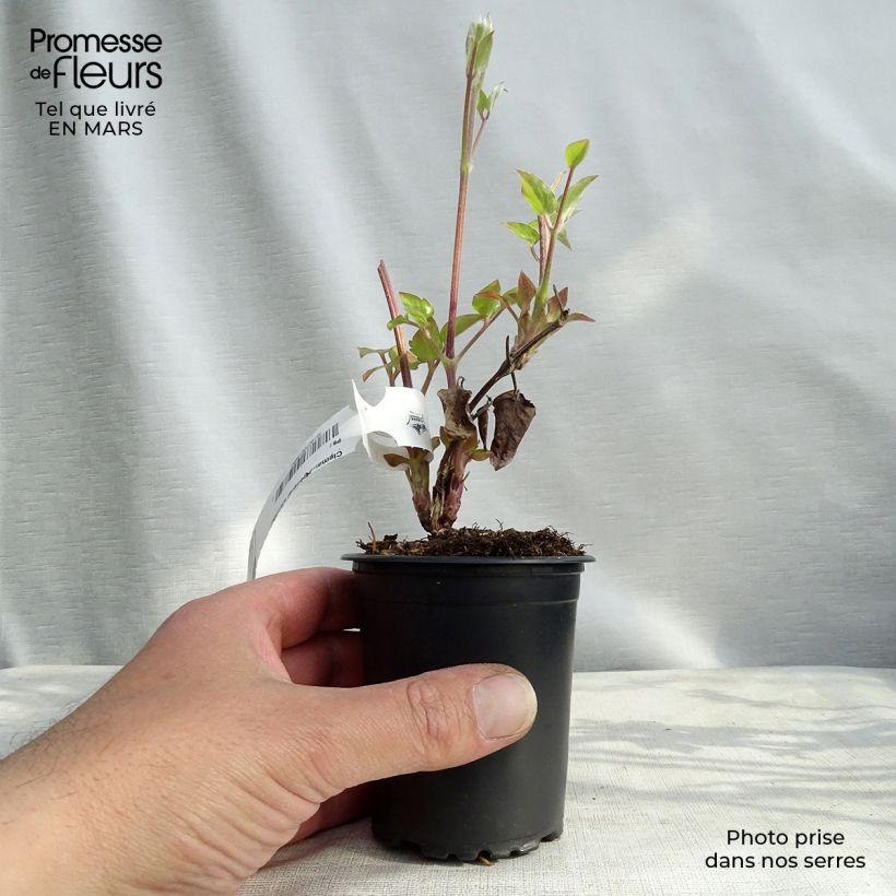 Example of Clématite - Clematis Général Sikorski Godet de 8/9 cm as you get in printemps