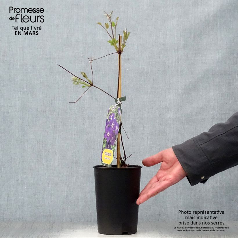 Example of Clématite - Clematis Gipsy Queen Pot de 2L/3L as you get in printemps
