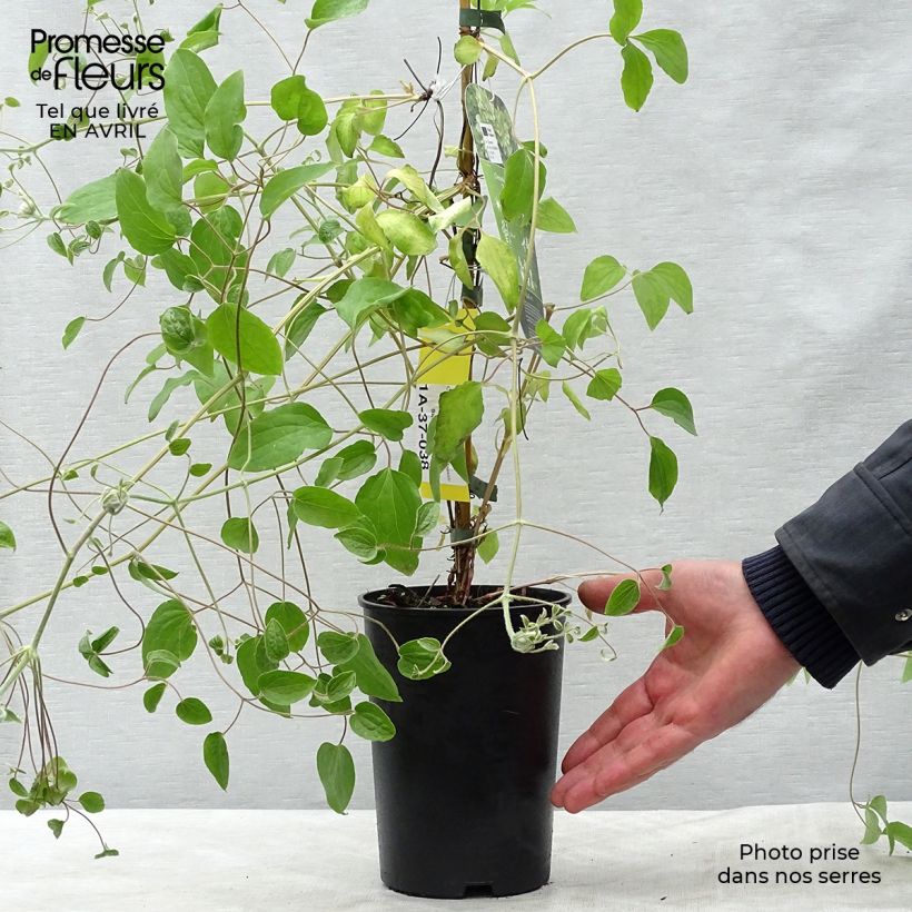 Example of Clématite - Clematis Green Passion Pot de 2L/3L as you get in printemps