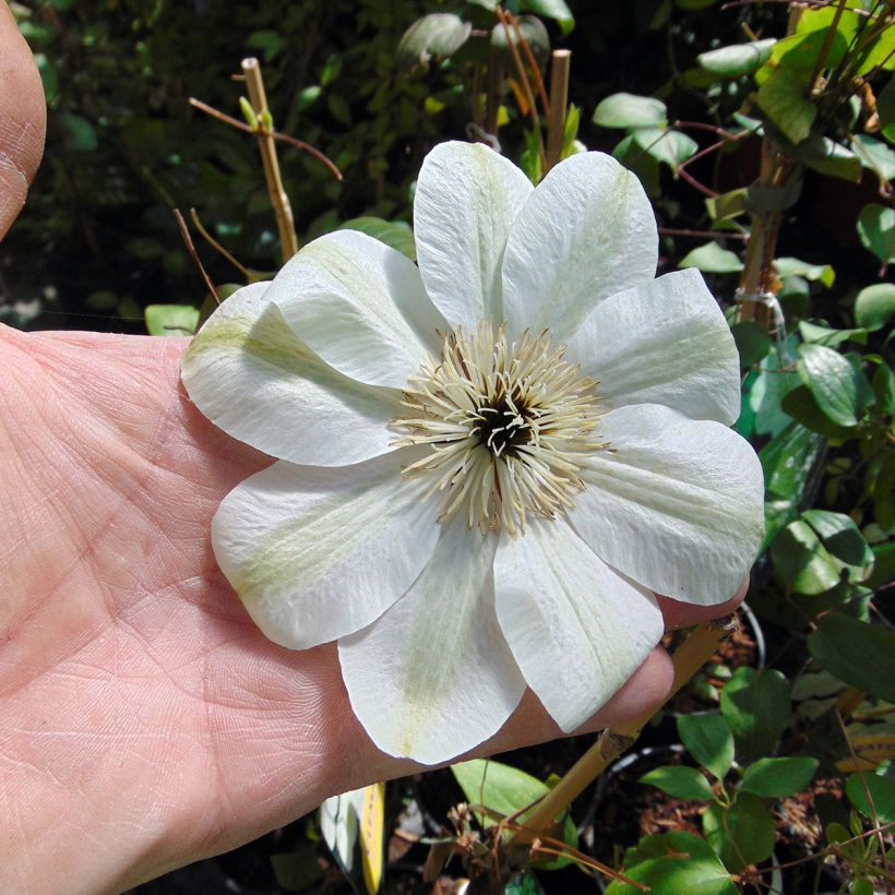 Clématite - Clematis Guernsey Cream (Flowering)