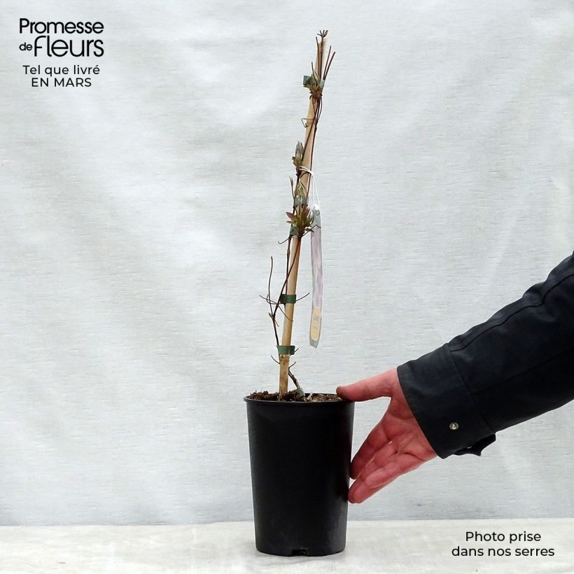 Example of Clématite - Clematis Hagley hybride Pot de 2L/3L as you get in printemps