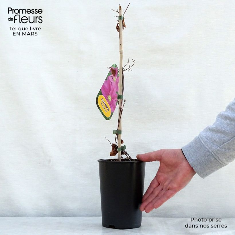 Example of Clématite - Clematis Hanagurama Pot de 2L/3L as you get in printemps