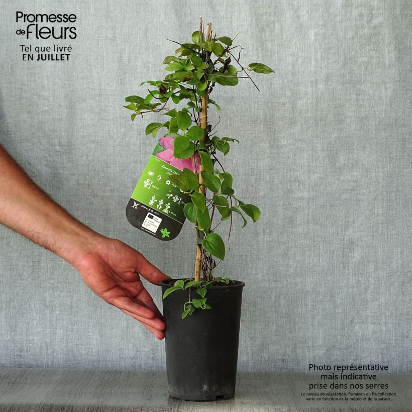 Spécimen de Clématite - Clematis Hanagurama Pot de 2L/3L tel que livré en été