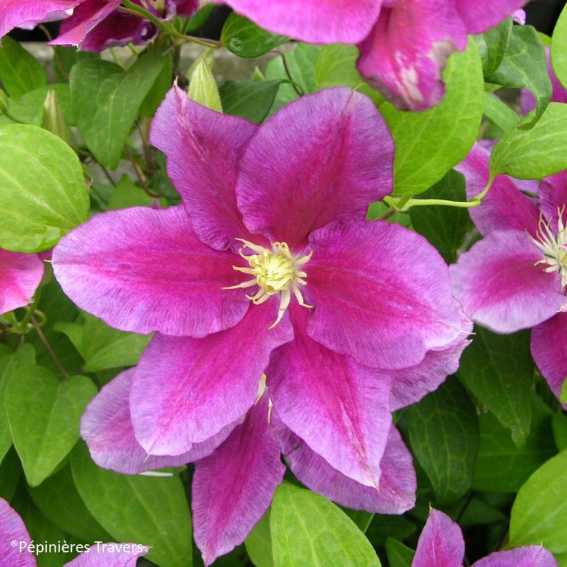 Clématite - Clematis Hania (Flowering)