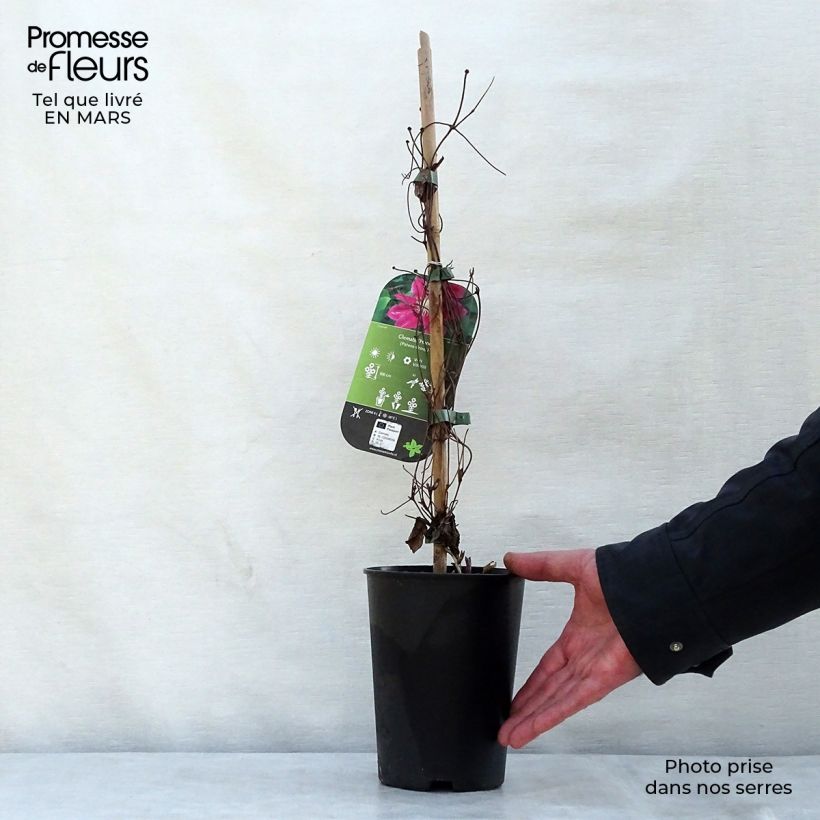 Example of Clématite - Clematis Hania Pot de 1,5L/2L as you get in printemps