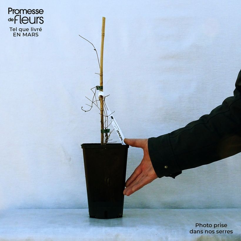 Example of Clématite - Clematis Hania Pot de 2L/3L as you get in printemps