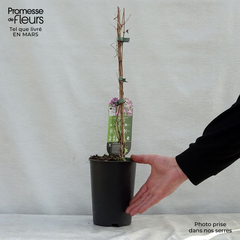 Example of Clématite - Clematis Hendryetta Pot de 2L/3L as you get in printemps