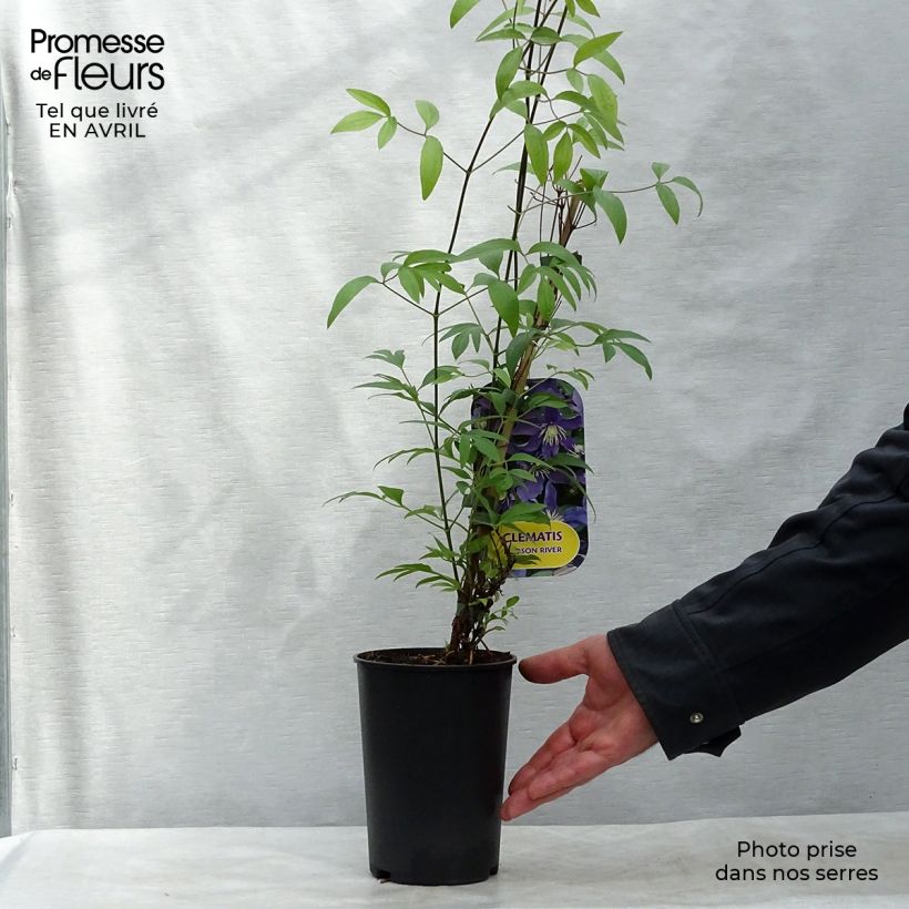 Example of Clématite - Clematis Hudson River  Pot de 2L/3L as you get in printemps