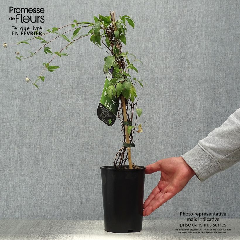 Spécimen de Clématite - Clematis Hudson River  Pot de 2L/3L tel que livré en automne