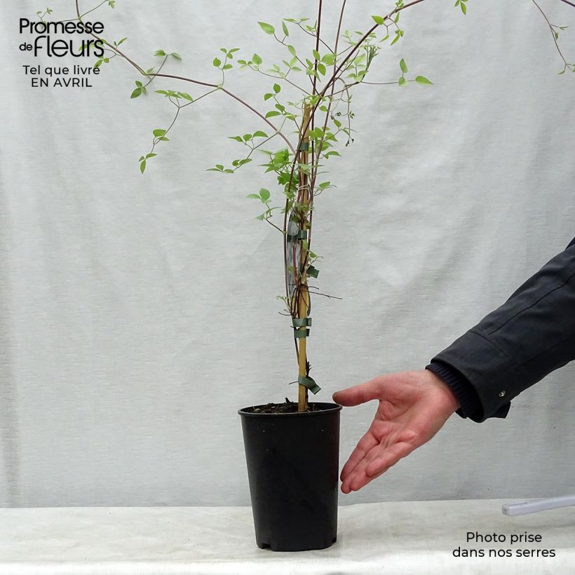 Example of Clématite - Clematis Huldine Pot de 2L/3L as you get in printemps