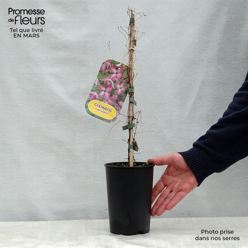 Example of Clématite - Clematis I am Happy Pot de 2L/3L as you get in printemps