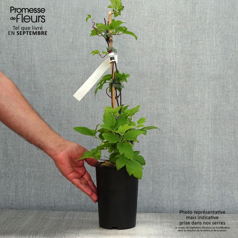Spécimen de Clématite - Clematis I am Red Robin Pot de 2L/3L tel que livré en automne