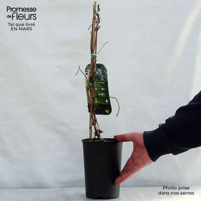 Example of Clématite - Clematis I am Stanislaus Pot de 2L/3L as you get in printemps