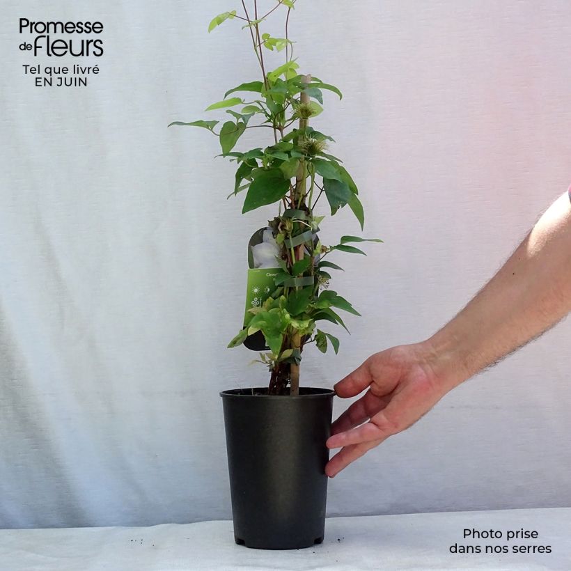 Spécimen de Clématite - Clematis Ivan Olsson Pot de 2L/3L tel que livré en été