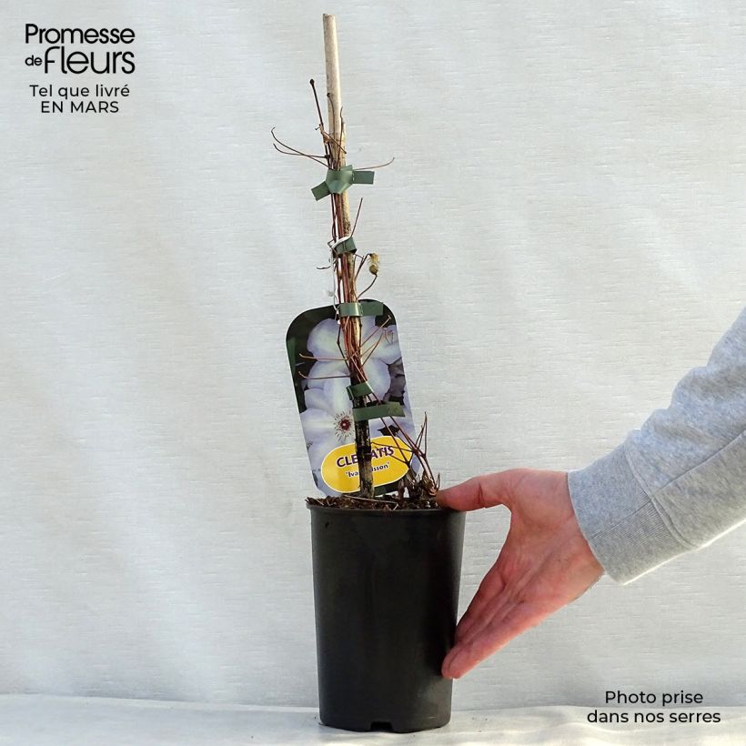 Example of Clématite - Clematis Ivan Olsson Pot de 2L/3L as you get in printemps