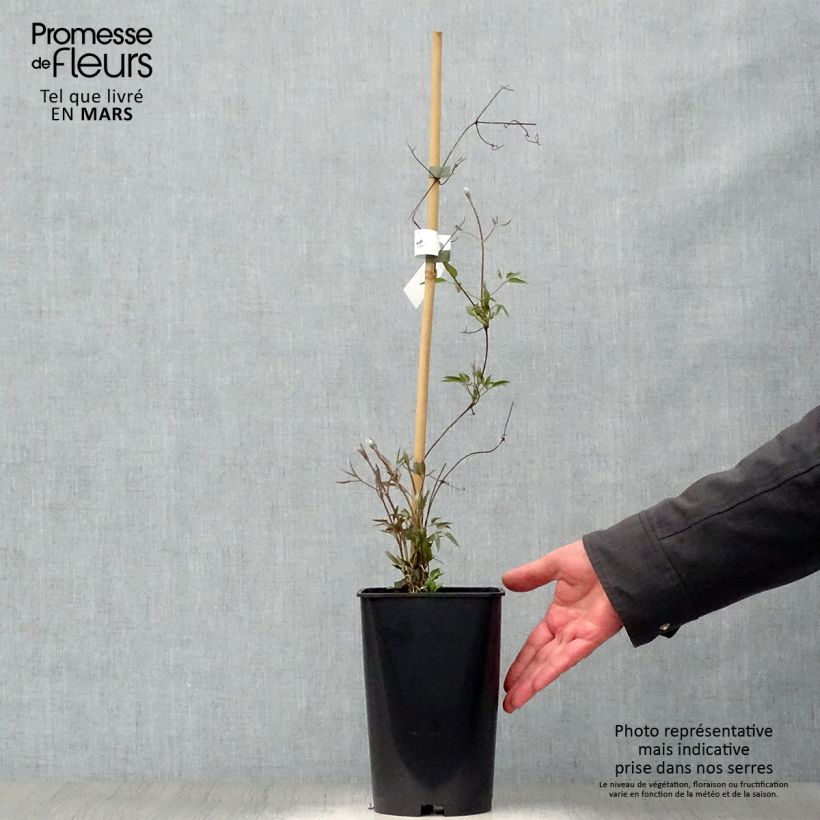 Example of Clématite - Clematis Josephine Pot de 2L/3L as you get in printemps