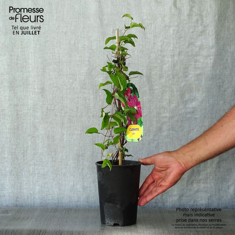 Spécimen de Clématite - Clematis Julka Pot de 1,5L/2L tel que livré en été