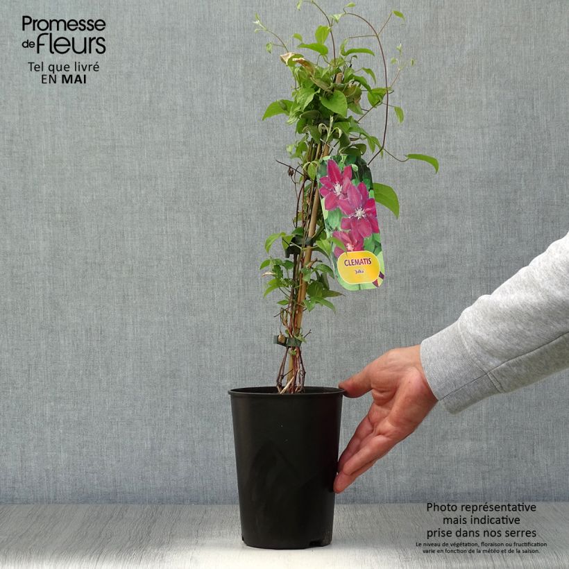 Spécimen de Clématite - Clematis Julka Pot de 1,5L/2L tel que livré au printemps