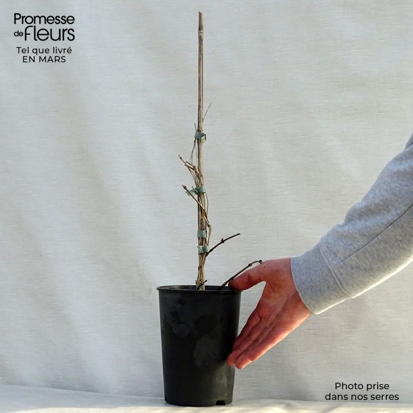 Example of Clématite - Clematis Juuli Pot de 2L/3L as you get in printemps