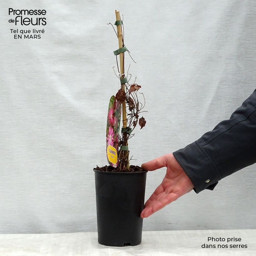 Example of Clématite - Clematis Kaen Pot de 2L/3L as you get in printemps