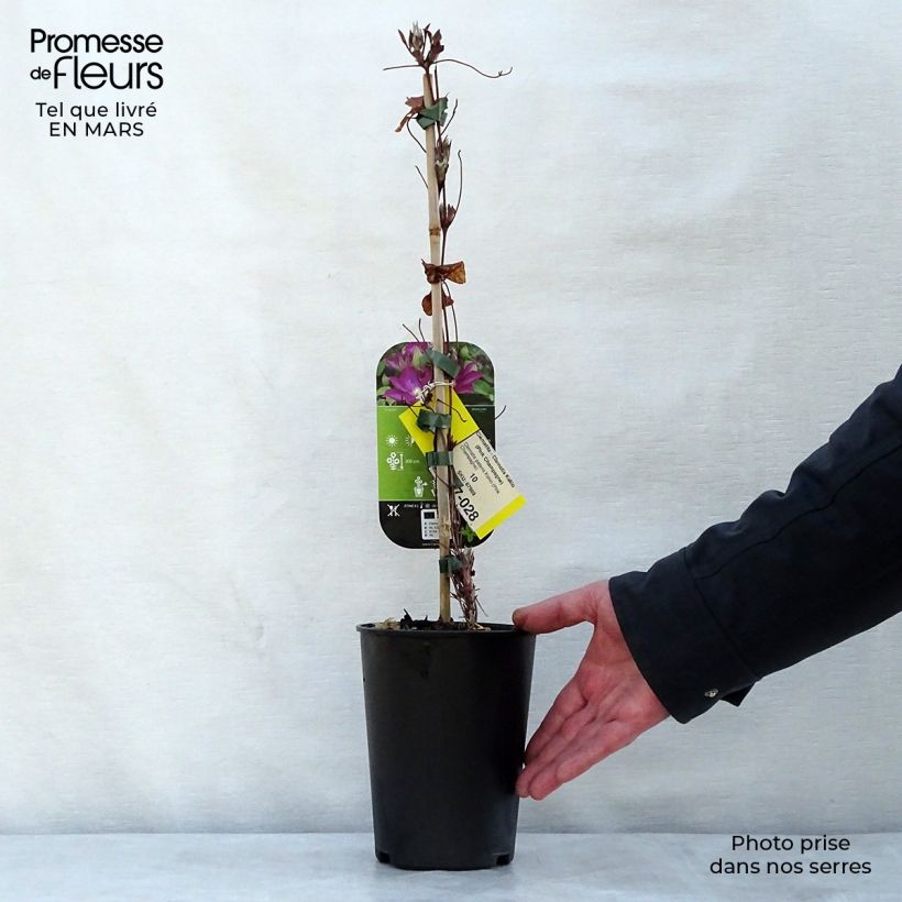 Example of Clématite - Clematis Kakio (Pink Champagne) Pot de 2L/3L as you get in printemps