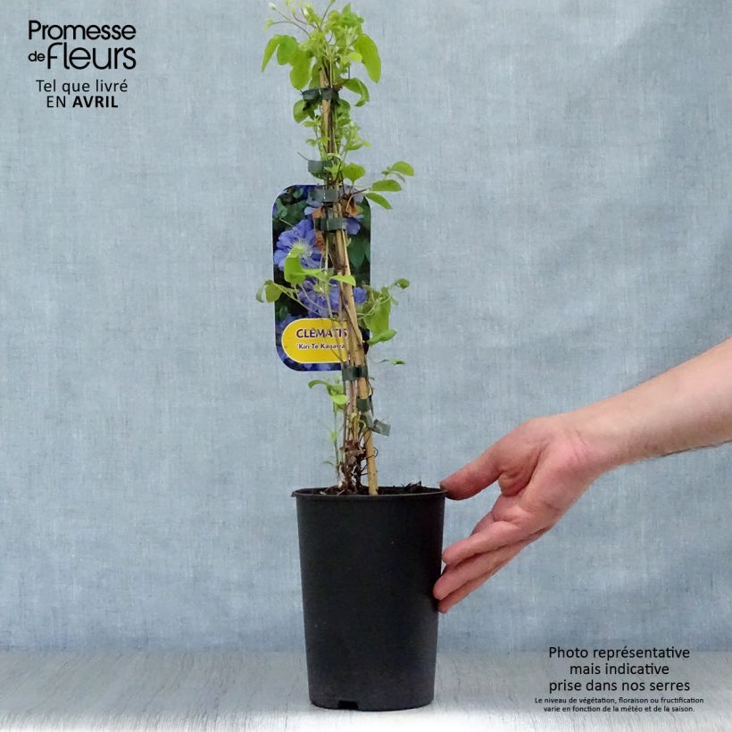 Example of Clématite - Clematis Kiri Te Kanawa Pot de 2L/3L as you get in printemps