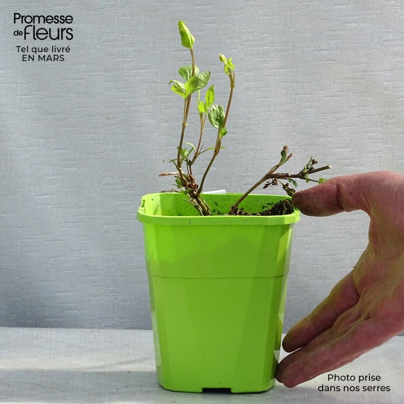 Example of Clématite - Clematis Kokonoe Pot de 1L/1,5L as you get in printemps