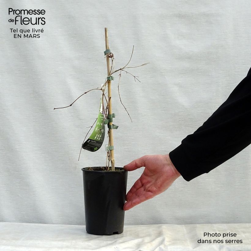 Example of Clématite - Clematis Kokonoe Pot de 2L/3L as you get in printemps