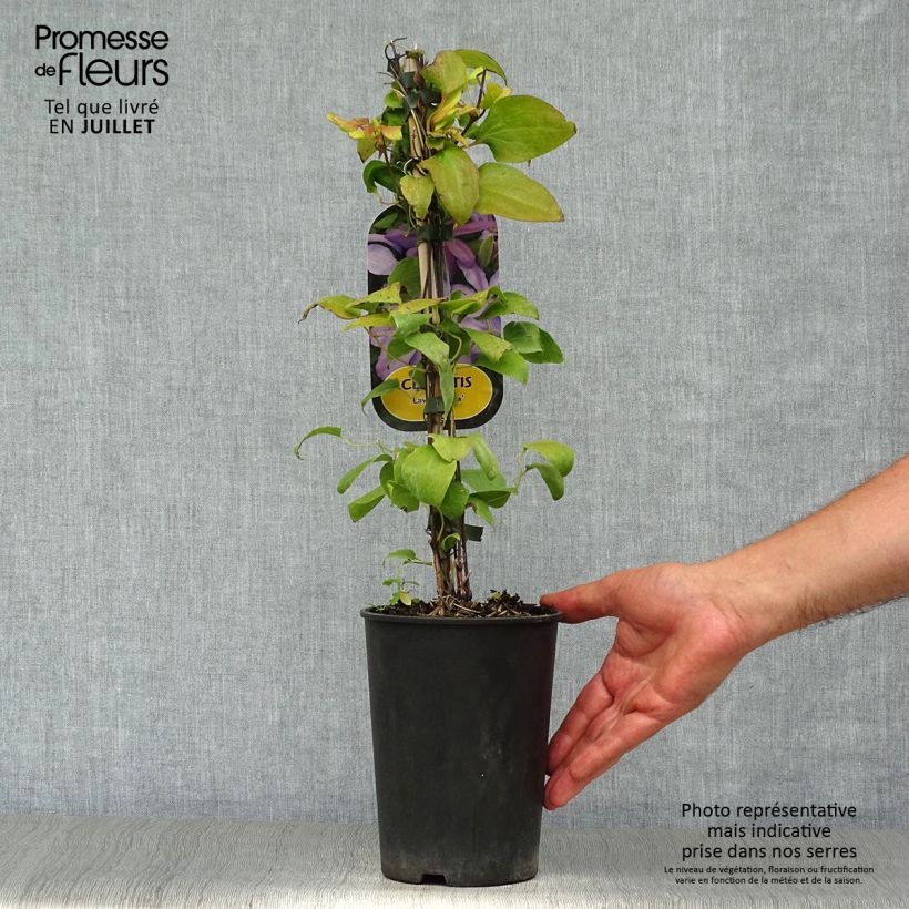 Spécimen de Clématite - Clematis Lawsoniana Pot de 1,5L/2L tel que livré en été